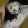Photo de Eros, Furet