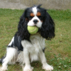 Photo de Bandit