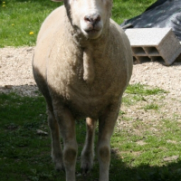 Photo de profil de Mimi