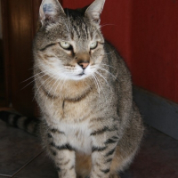 Photo de profil de Gribouille