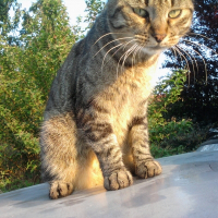 Photo de profil de Muffin's