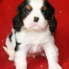 Photo de Droopy