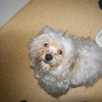 Photo de profil de Droopy