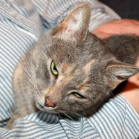Photo de profil de Nolla