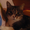 Photo de Minouchette