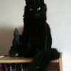 Photo de Isis, Angora Turc