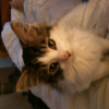 Photo de Babou