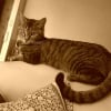 Photo de Manoushe