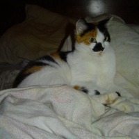 Photo de profil de Whiskas
