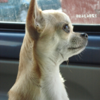 Photo de profil de Kokillette