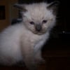 Photo de Elvis