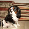 Photo de Coocky