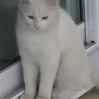 Photo de profil de Alphan luc