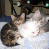 Photo de 1ere porté chaton