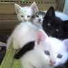 Photo de Seconde portée chaton