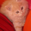 Photo de Elfy 