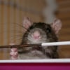 Photo de Sita