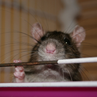 Photo de profil de Sita