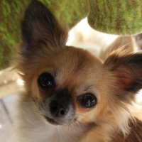 Photo de profil de Bell'isula