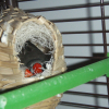 Photo de Les mandarins :)