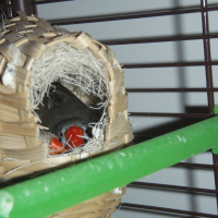 Photo de profil de Les mandarins :)