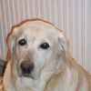 Photo de Praline
