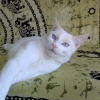 Photo de Piou, Siamois