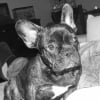 Photo de Kiwi