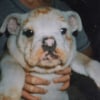 Photo de Henriette, Bulldog Anglais