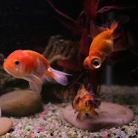 Photo de profil de Nos poissons japonais (sexe? dates de naissance? on ne sait pas!...)