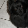 Photo de Aska