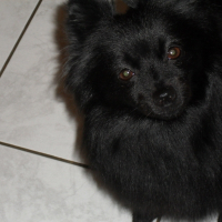 Photo de profil de Aska