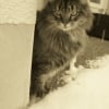 Photo de Bao