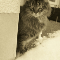 Photo de profil de Bao