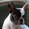 Photo de Yuki, Bouledogue Français