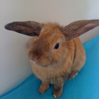 Photo de profil de Coco