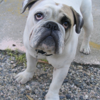 Photo de profil de Vito