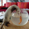 Photo de Chaska, Furet