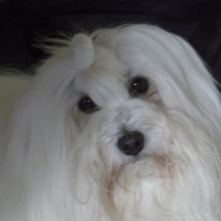 Photo de profil de Ayla