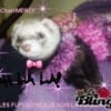 Photo de Lily, Furet