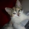Photo de Zyva