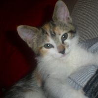 Photo de profil de Zyva