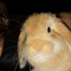 Photo de Bella, Lapin