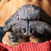 Photo de Cola