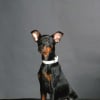 Photo de Elisa, Pinscher Nain