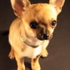 Photo de Pépito