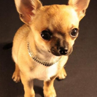 Photo de profil de Pépito