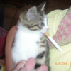 Photo de Canaille