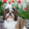 Photo de Chipie