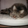 Photo de Chat-malo, Maine Coon